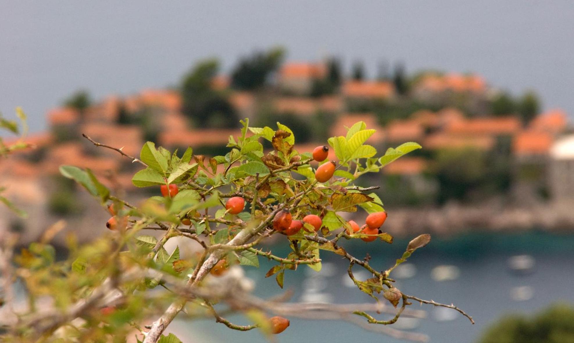 Apartments Raymond Sveti Stefan Kültér fotó